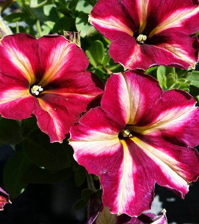 Petunia Cha-Ching Cherry